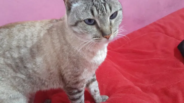 Gato raça SRD-ViraLata idade 3 anos nome gatinha carinhosa
