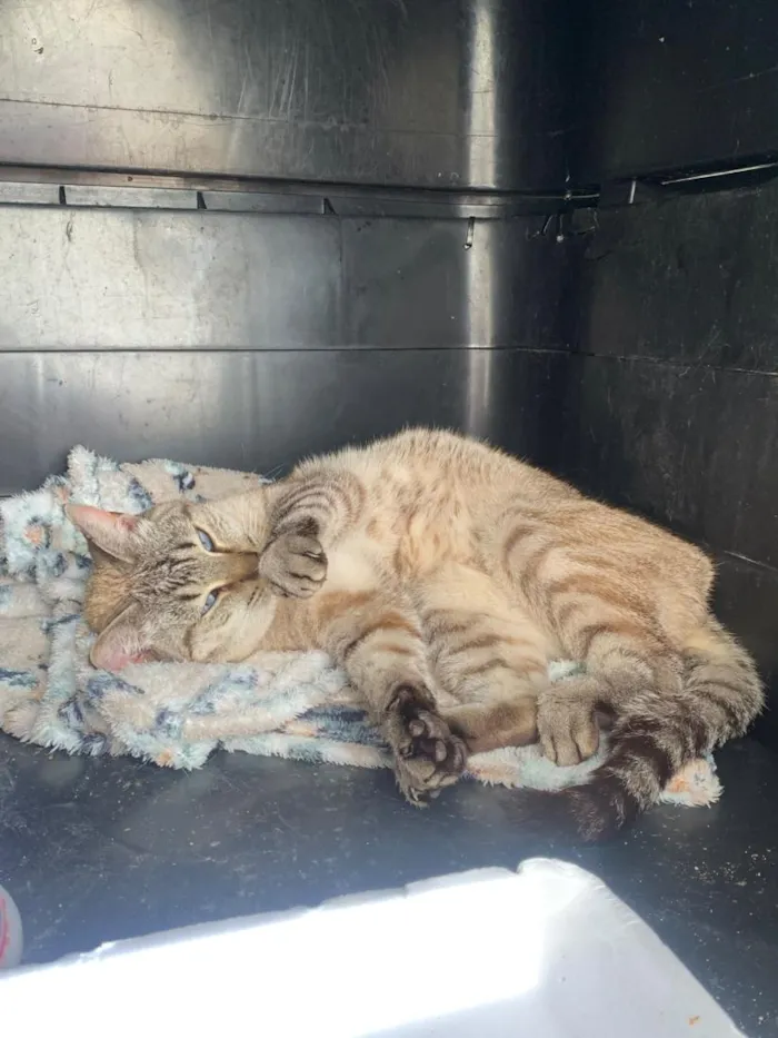 Gato raça SRD-ViraLata idade 3 anos nome gatinha carinhosa
