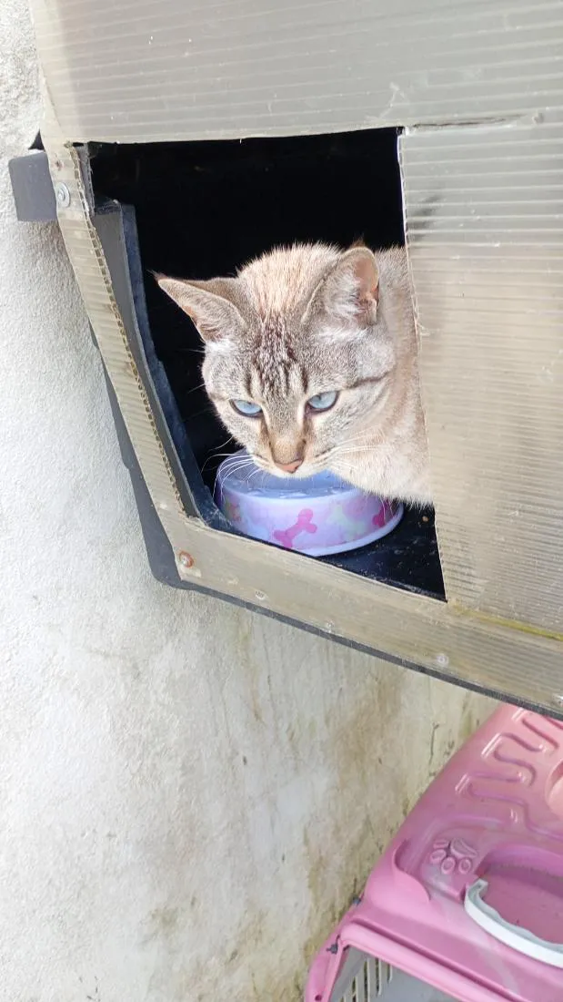 Gato raça SRD-ViraLata idade 3 anos nome gatinha carinhosa