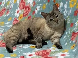 Gato raça SRD-ViraLata idade 3 anos nome gatinha carinhosa