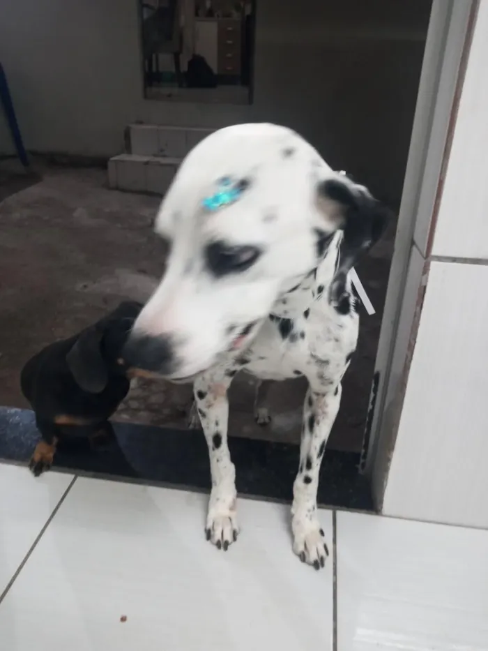 Cachorro raça Dálmata idade 6 ou mais anos nome Thor