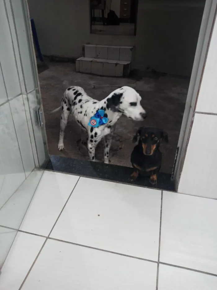 Cachorro raça Dálmata idade 6 ou mais anos nome Thor