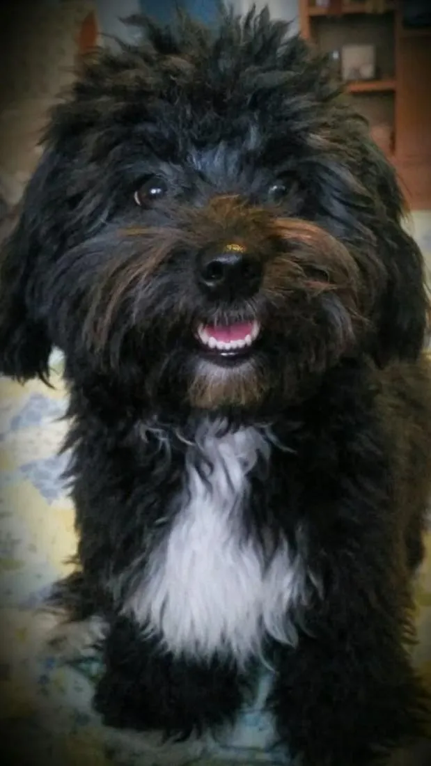 Cachorro raça Shitzu idade 1 ano nome Frede jesus