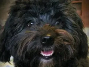 Cachorro raça Shitzu idade 1 ano nome Frede jesus