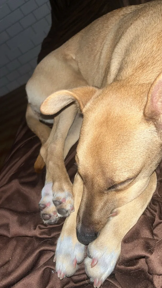 Cachorro raça SRD-ViraLata idade 7 a 11 meses nome Mel