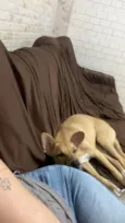 Mel