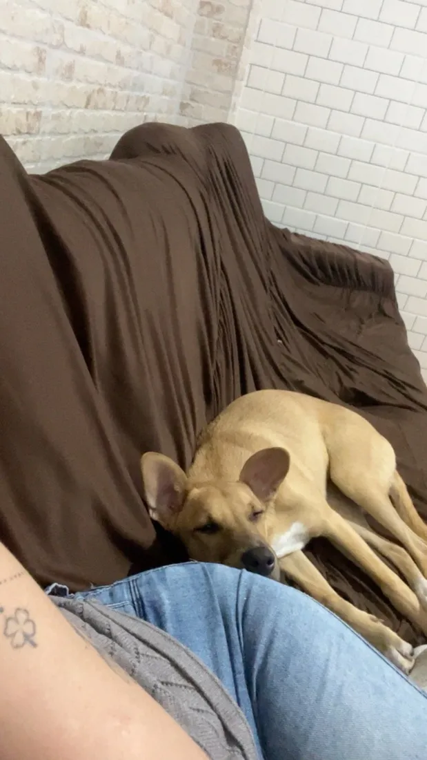 Cachorro raça SRD-ViraLata idade 7 a 11 meses nome Mel