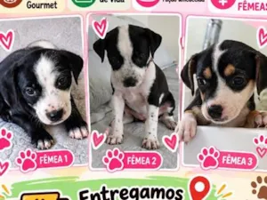 Cachorro raça SRD-ViraLata idade Abaixo de 2 meses nome Caramelos 