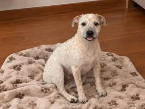 Cachorro raça SRD-ViraLata idade 2 a 6 meses nome Pedrinho