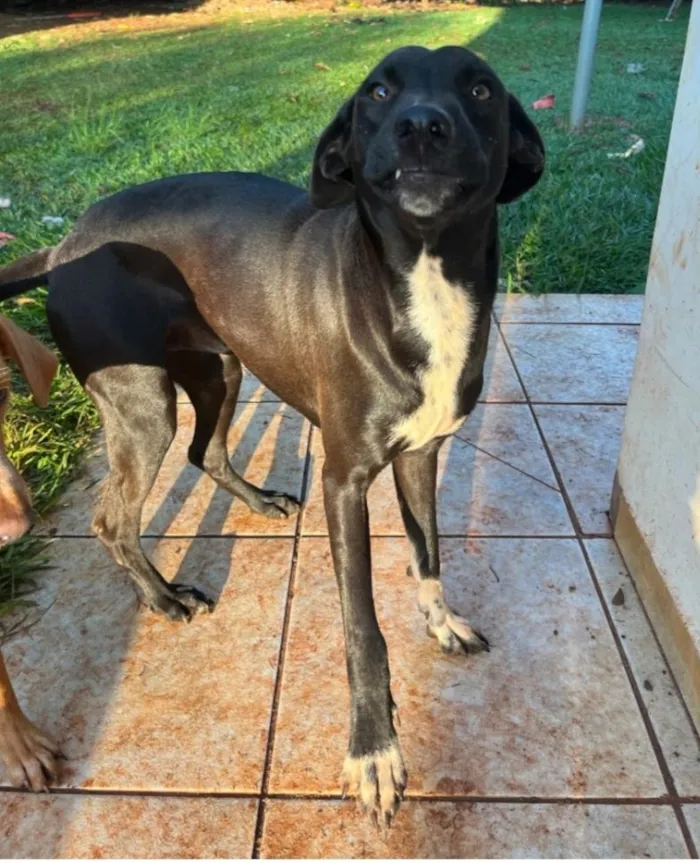 Cachorro raça SRD-ViraLata idade 1 ano nome Spike