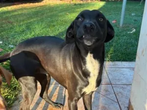 Cachorro raça SRD-ViraLata idade 1 ano nome Spike