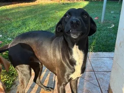 Cachorro raça SRD-ViraLata idade 1 ano nome Spike