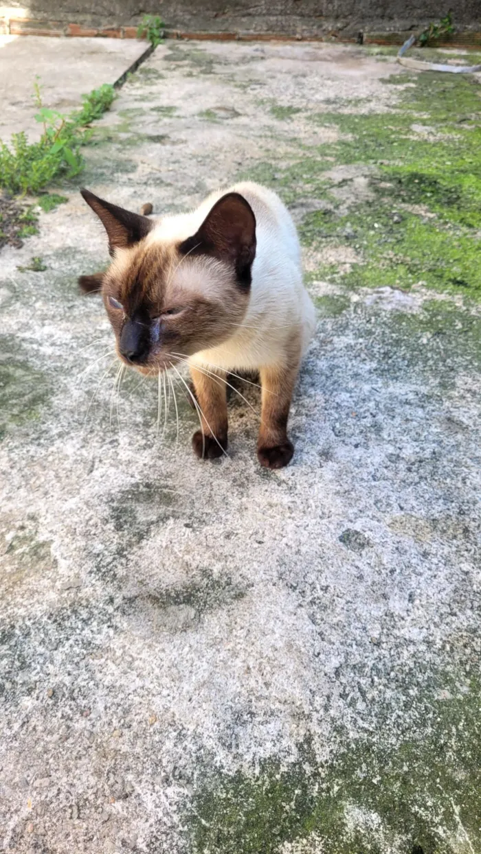 Gato raça SRD-ViraLata idade 2 anos nome são sem nome 