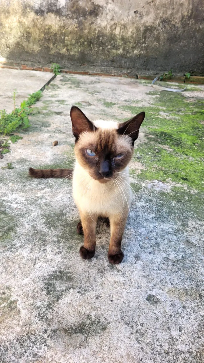 Gato raça SRD-ViraLata idade 2 anos nome são sem nome 
