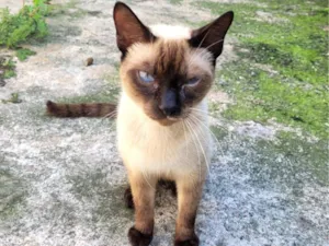 Gato raça SRD-ViraLata idade 2 anos nome são sem nome 