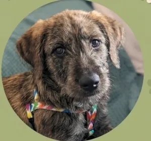 Cachorro raça SRD-ViraLata idade 2 a 6 meses nome WOODY 