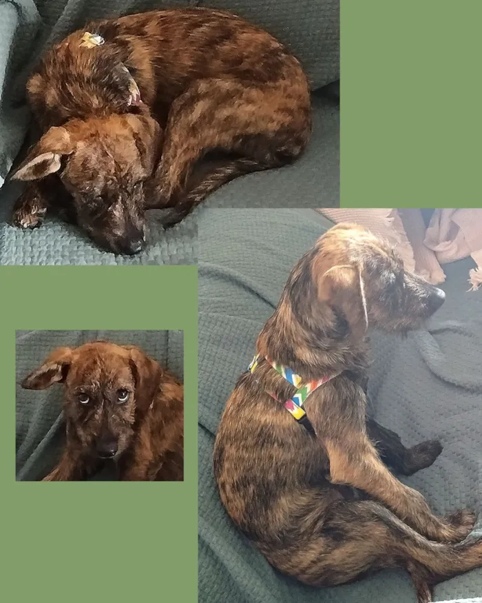 Cachorro raça SRD-ViraLata idade 2 a 6 meses nome WOODY 