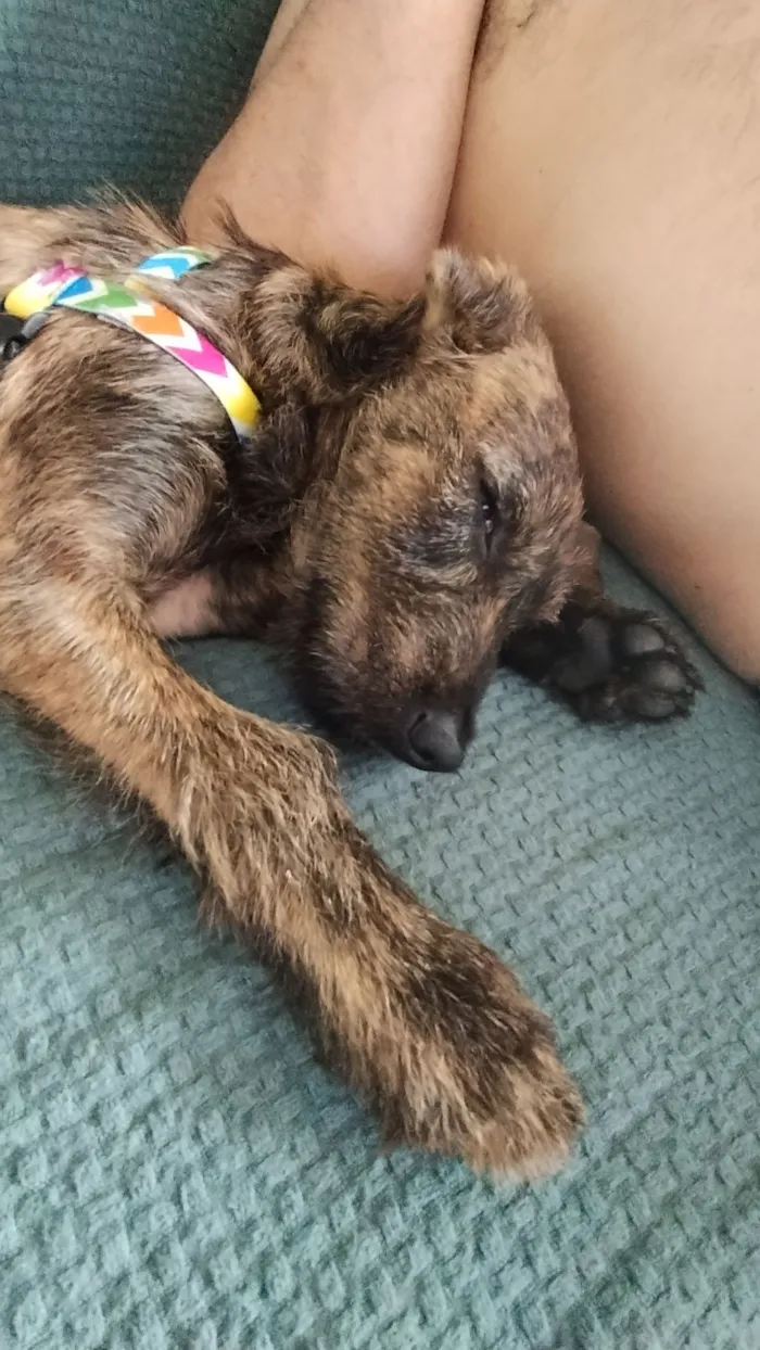 Cachorro raça SRD-ViraLata idade 2 a 6 meses nome WOODY 