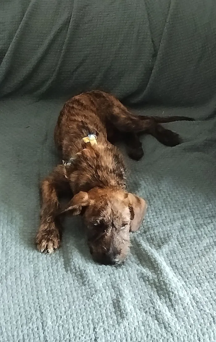 Cachorro raça SRD-ViraLata idade 2 a 6 meses nome WOODY 