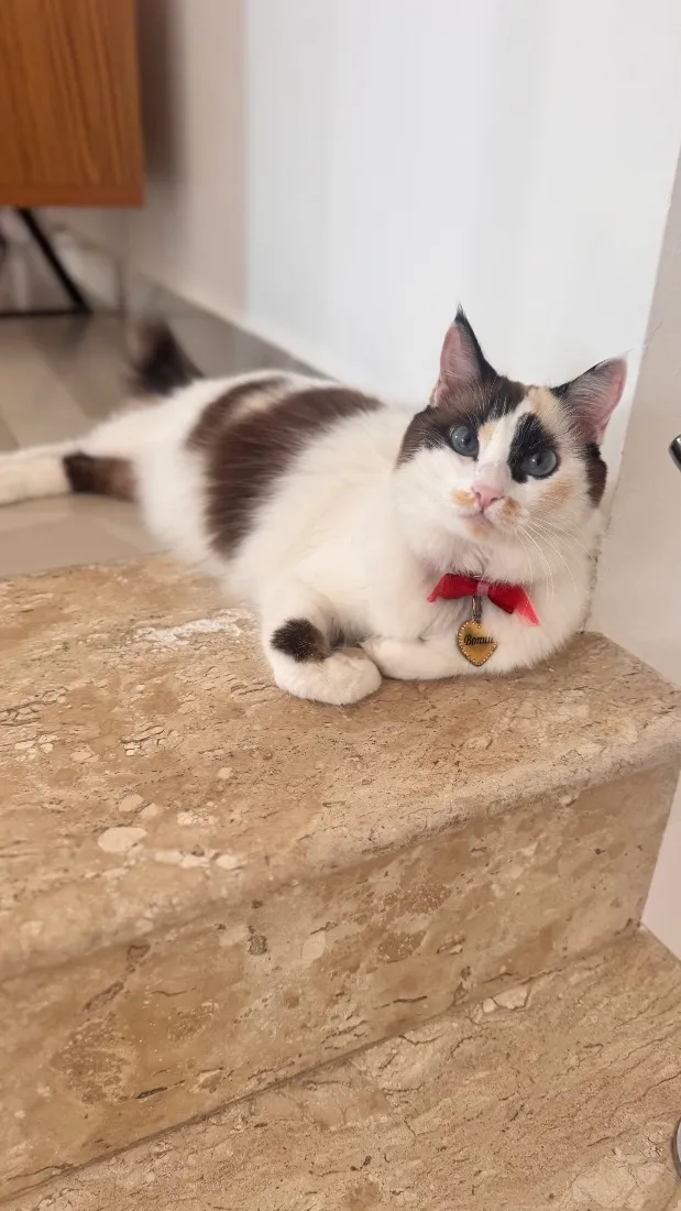 Gato raça SRD-ViraLata idade 4 anos nome Bonnie 
