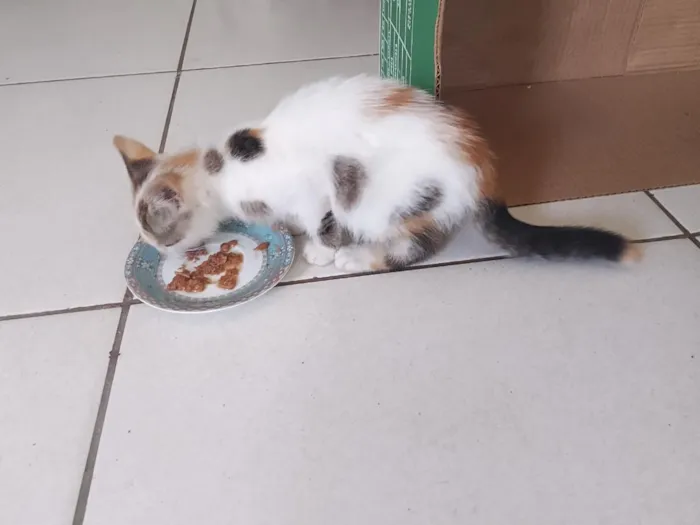 Gato raça SRD-ViraLata idade 2 a 6 meses nome Maya tricolor 
