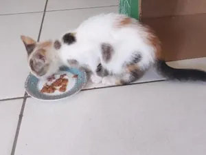 Gato raça SRD-ViraLata idade 2 a 6 meses nome Maya tricolor 
