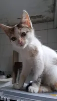 Maya tricolor 
