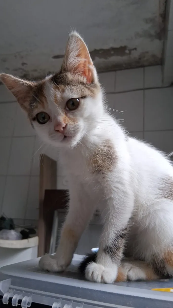 Gato raça SRD-ViraLata idade 2 a 6 meses nome Maya tricolor 