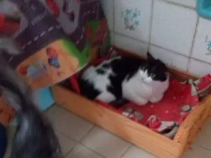 Gato raça SRD-ViraLata idade 2 a 6 meses nome frajola  gata