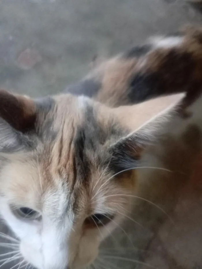 Gato raça SRD-ViraLata idade 1 ano nome Lilica e seus filhotinhos