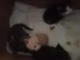 Lilica e seus filhotinhos