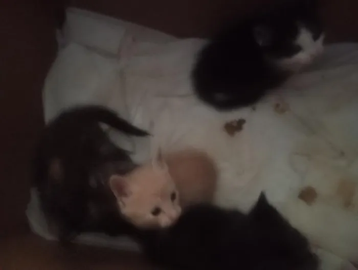 Gato raça SRD-ViraLata idade 1 ano nome Lilica e seus filhotinhos