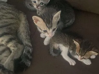Gato raça SRD-ViraLata idade 2 a 6 meses nome Não tem 