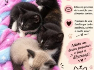 Gato raça SRD-ViraLata idade Abaixo de 2 meses nome Sem nome.