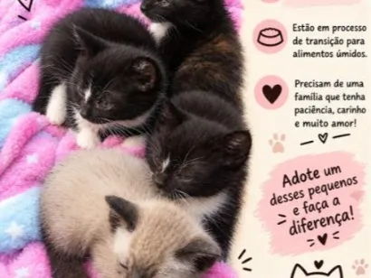 Gato raça SRD-ViraLata idade Abaixo de 2 meses nome Sem nome.