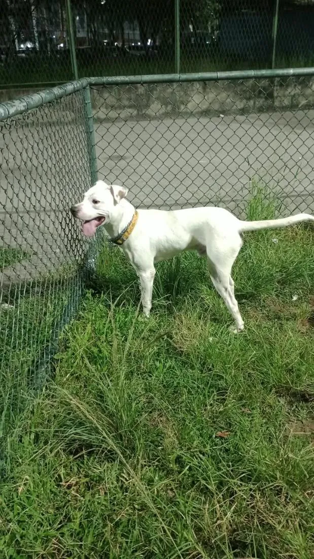 Cachorro raça SRD-ViraLata idade 7 a 11 meses nome Marley