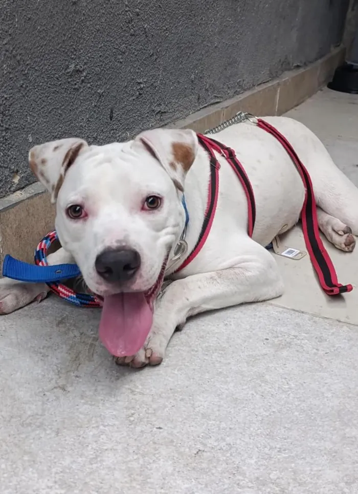 Cachorro raça SRD-ViraLata idade 7 a 11 meses nome Marley