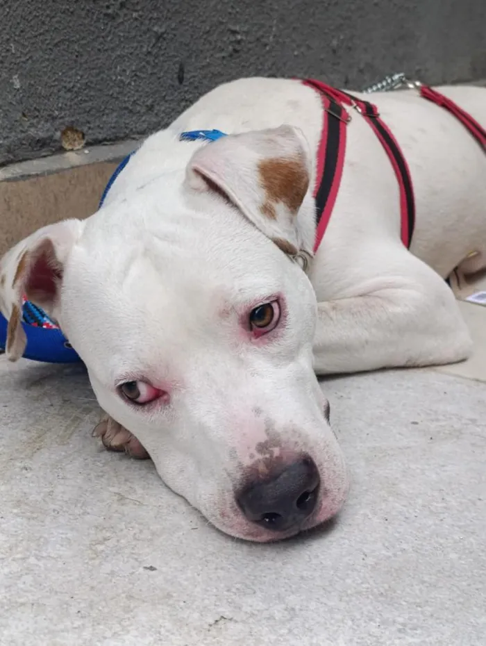 Cachorro raça SRD-ViraLata idade 7 a 11 meses nome Marley