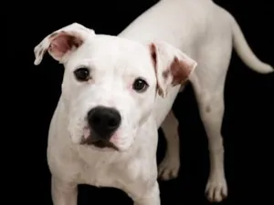 Cachorro raça SRD-ViraLata idade 7 a 11 meses nome Marley