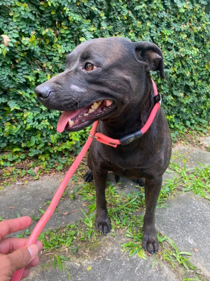 Cachorro raça SRD-ViraLata idade 3 anos nome Bradock
