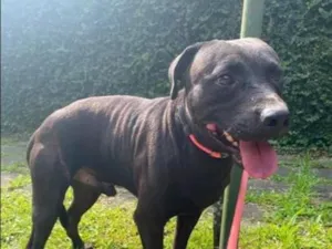 Cachorro raça SRD-ViraLata idade 3 anos nome Bradock