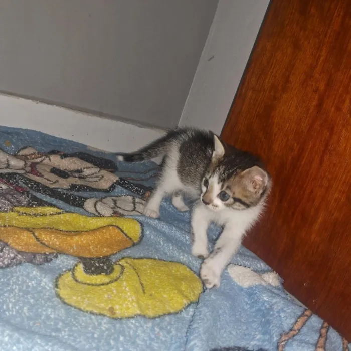 Gato raça Siamês idade Abaixo de 2 meses nome nao tem nome 