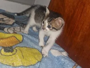 Gato raça Siamês idade Abaixo de 2 meses nome nao tem nome 