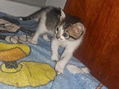 Gato raça Siamês idade Abaixo de 2 meses nome nao tem nome 