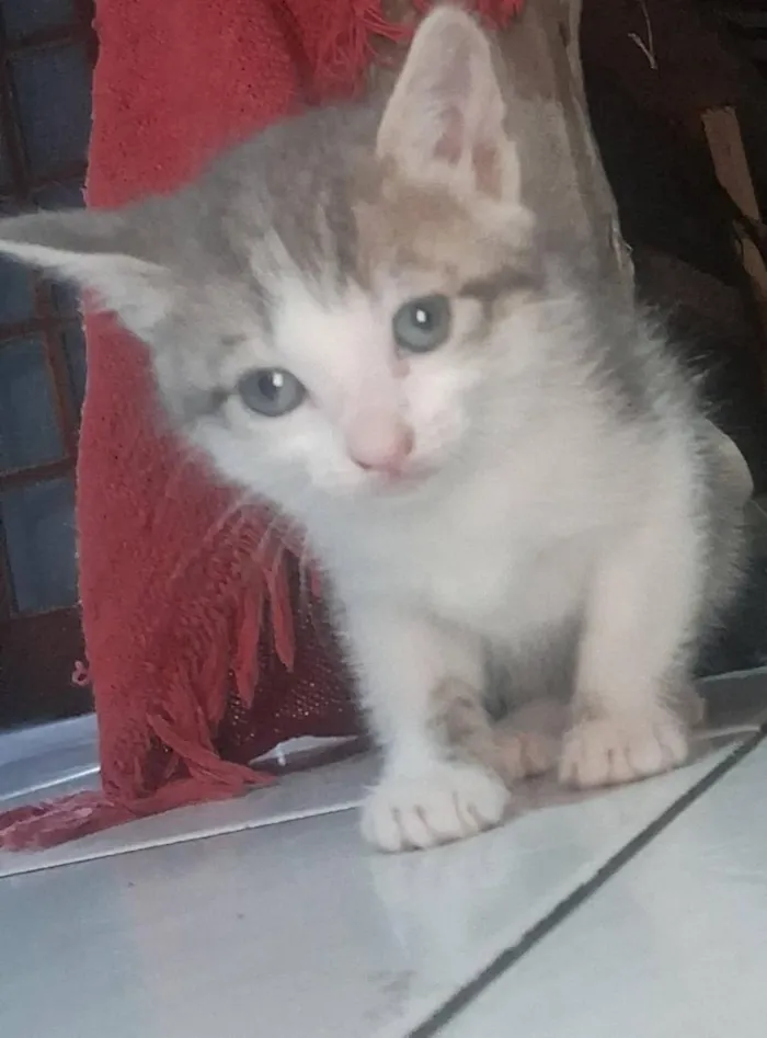 Gato raça Siamês idade 2 a 6 meses nome nao tem nome 