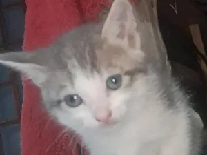 Gato raça Siamês idade 2 a 6 meses nome nao tem nome 