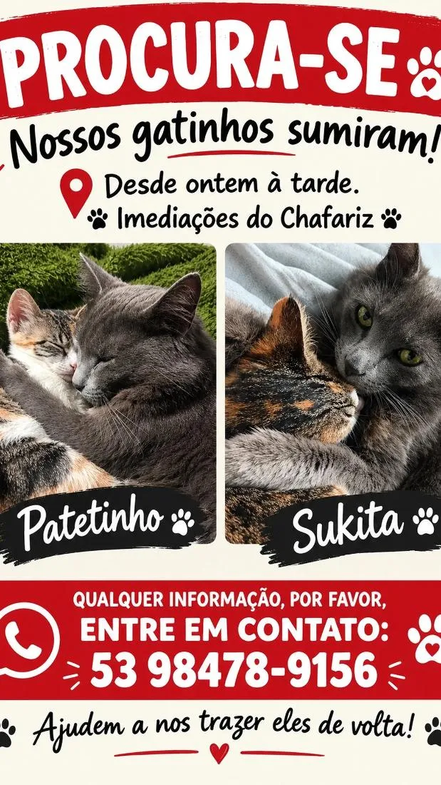 Gato raça SRD-ViraLata idade 1 ano nome Sukita