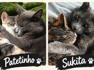 Gato raça SRD-ViraLata idade 1 ano nome Sukita