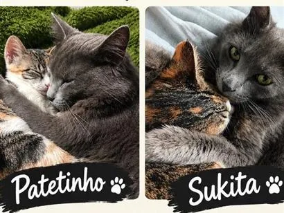 Gato raça SRD-ViraLata idade 1 ano nome Sukita