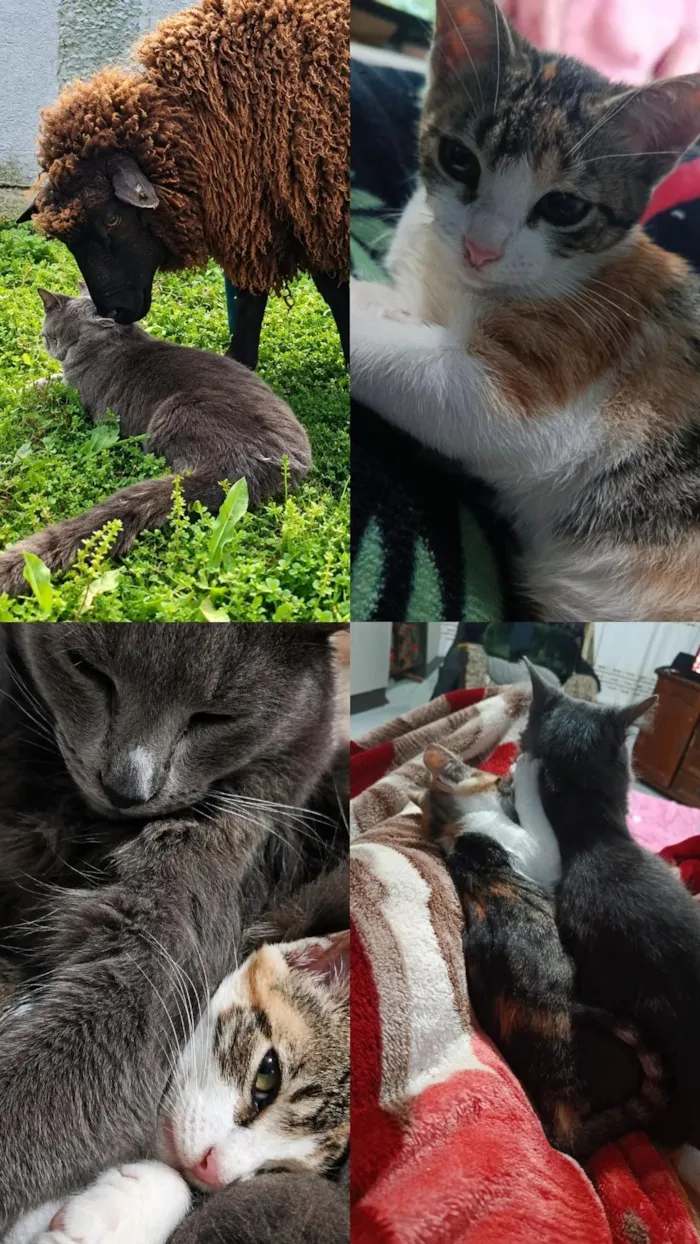 Gato raça SRD-ViraLata idade 1 ano nome Sukita